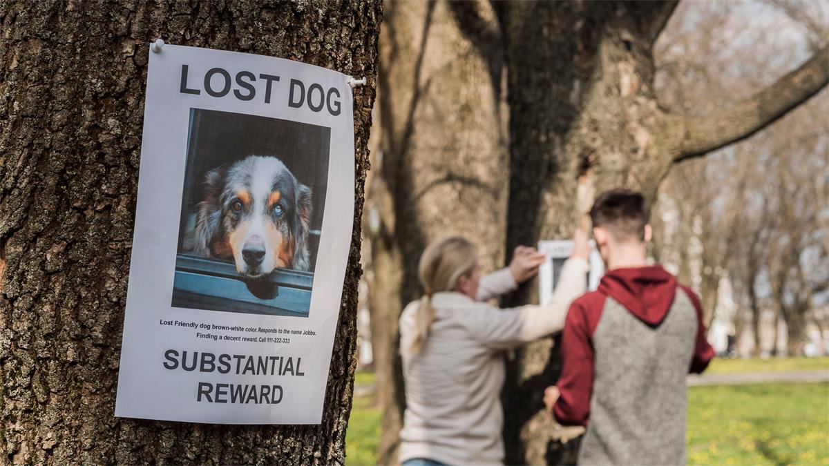 Lost dog sign
